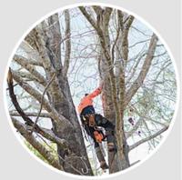 Valley Tree Services image 1